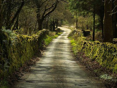 uk road with old trees