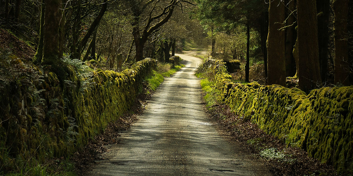 uk road with old trees